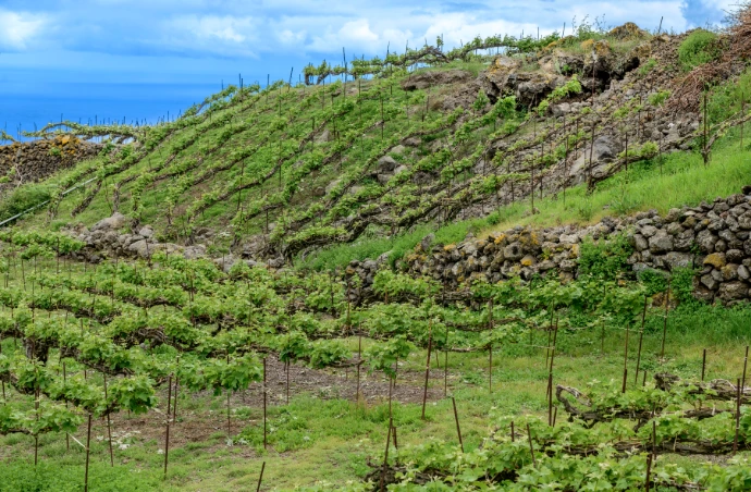 Envinate-Tenerife-Espagne-Palo-Blanco
