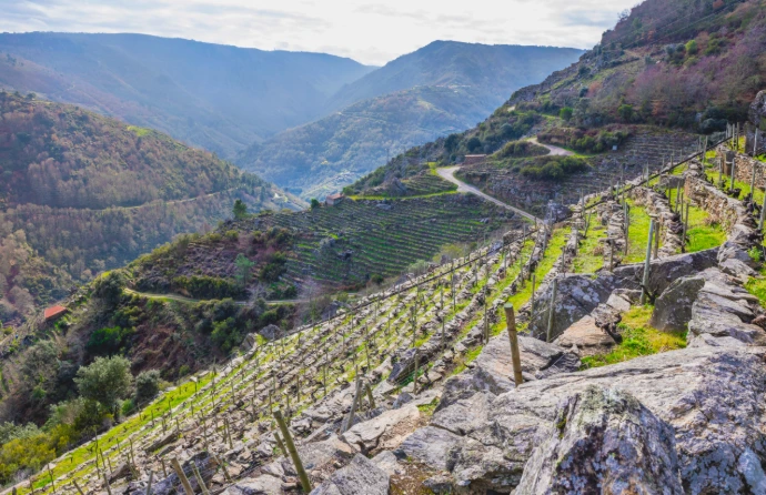 Envinate-Galice-Espagne-Vignes-Terrasses