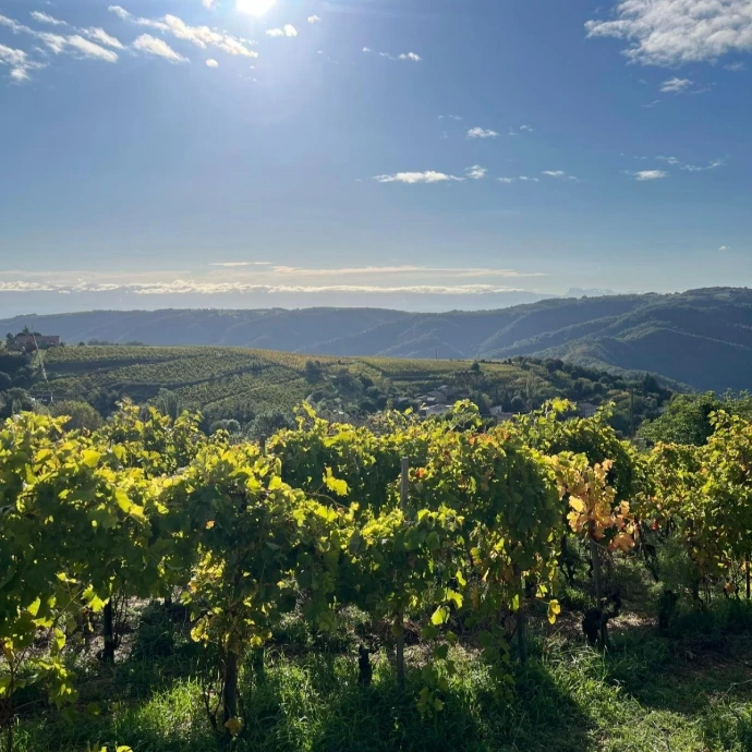 Christian-Rouchier-Saint-Joseph-Rhone-Vignes