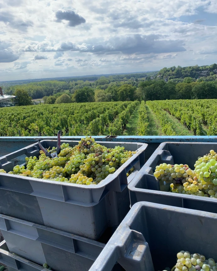 vendange-vouvray-chenin-blanc-clos-thierrière