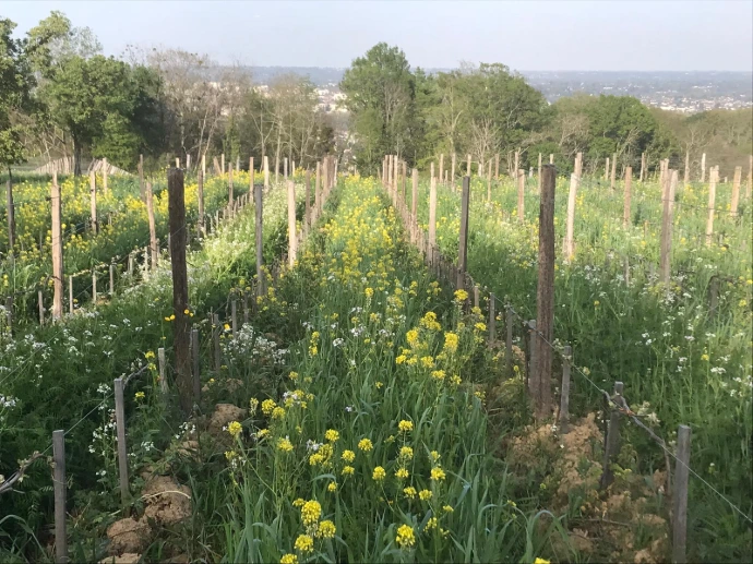 Vignes-Mathieu-Lauliac-Jurançon-Domaine-des-Fereol