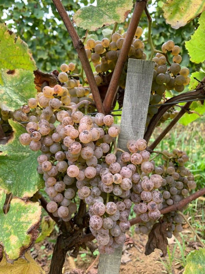 Domaine-des-Féréol-Jurançon-Gros-Manseng-Jurançon-Roméo