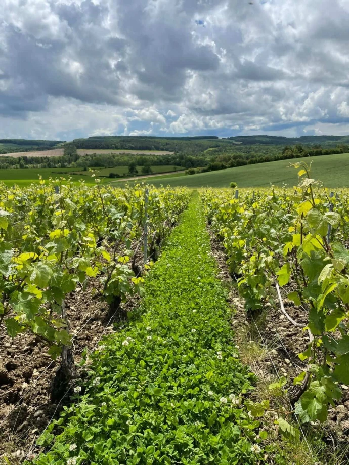 Rang-Vignes-Domaine-Doussot-Bourdot