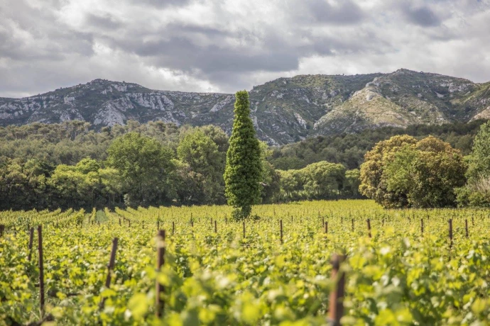 Parcelle-vignes-domaine-henri-milan-provence
