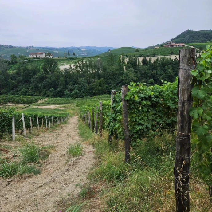 Vignes-Nebbiolo-Luca-Roagna-Barbaresco-Barolo