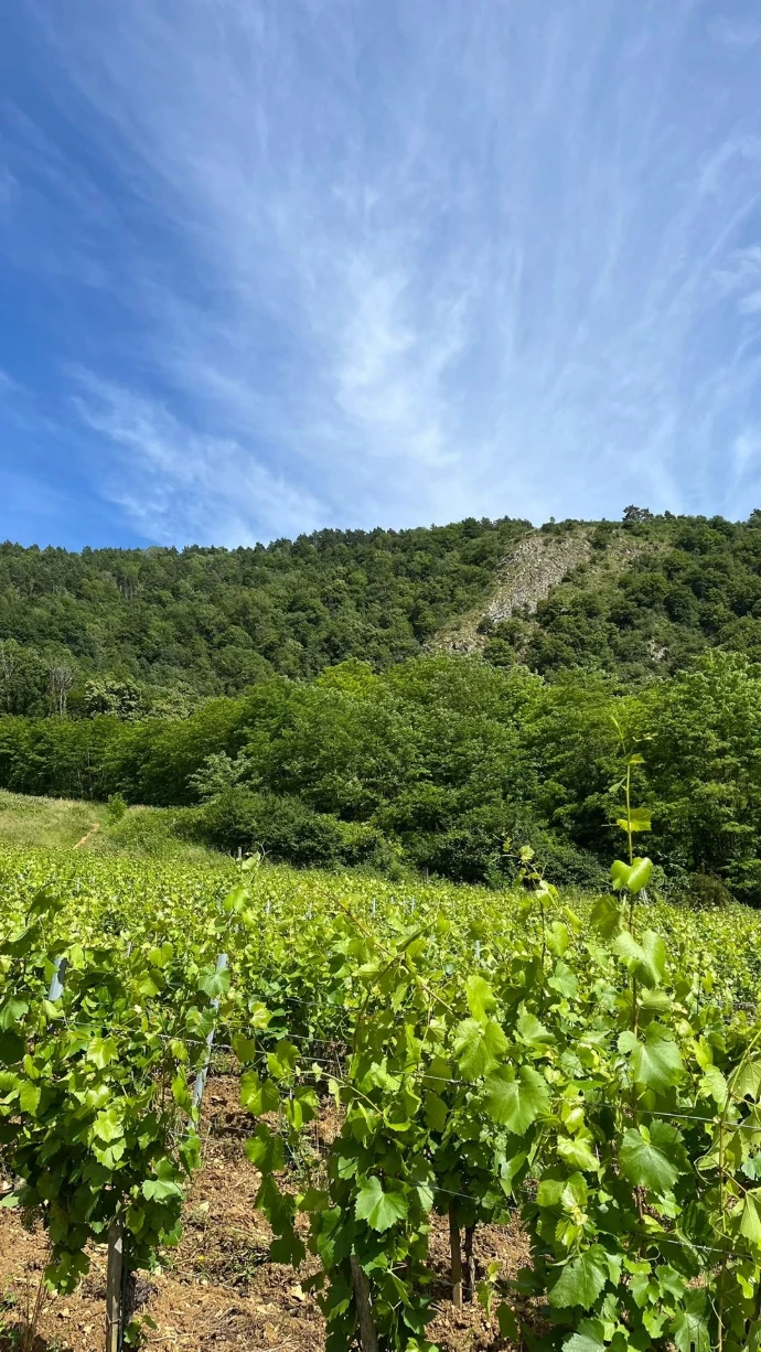 Vignes_Damien_Guadagnolo_Jura_Orbagna
