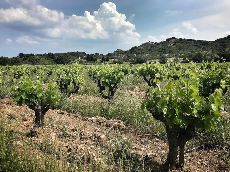 Vignes du Domaine de l'Anglore sur galets roulés et lauzes calcaires à Tavel