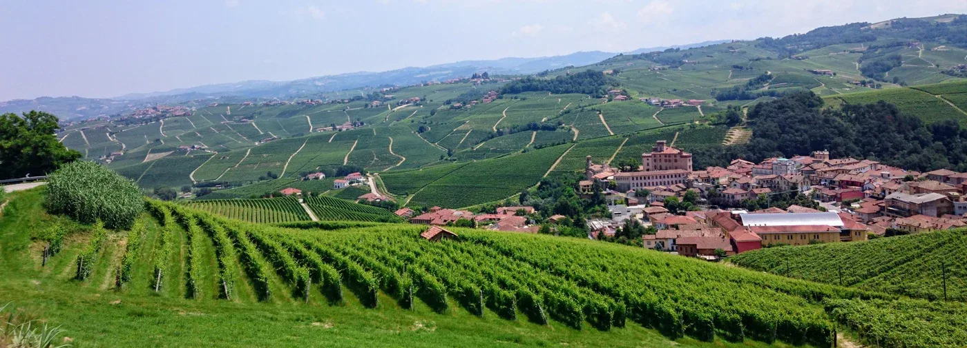 Le coteau de Nebbiolo du cru Paiagallo au-dessus de Barolo