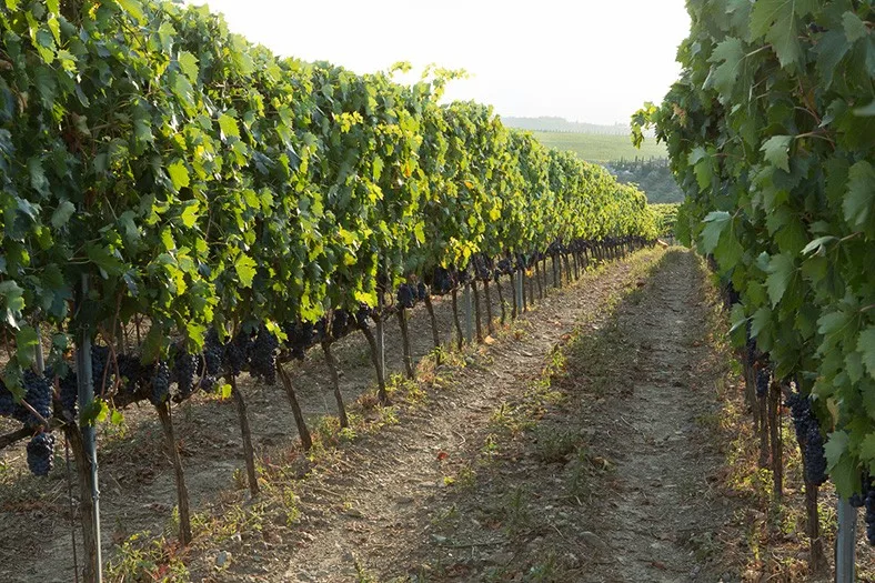 Rangs de vigne de Sangiovese du domaine Case Basse à Montalcino, Toscane