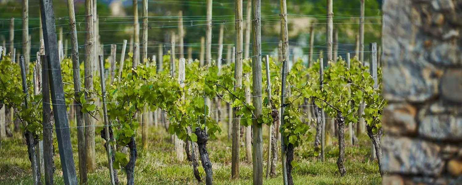 Les vignes du Domaine Lajibe sur les coteaux du Jurançon