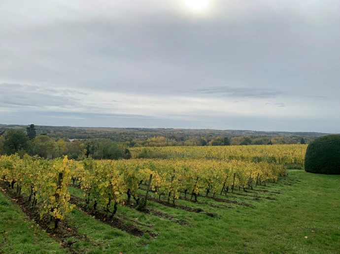 Coteau de la Roche aux Moines et ses vignes de chenin sur schistes gréseux au-dessus de la Loire