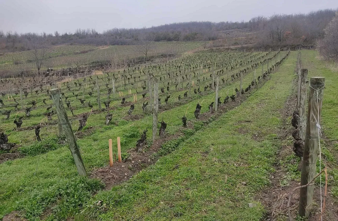 Vignes du domaine sur les coteaux volcaniques exposés sud de Boudes en Auvergne
