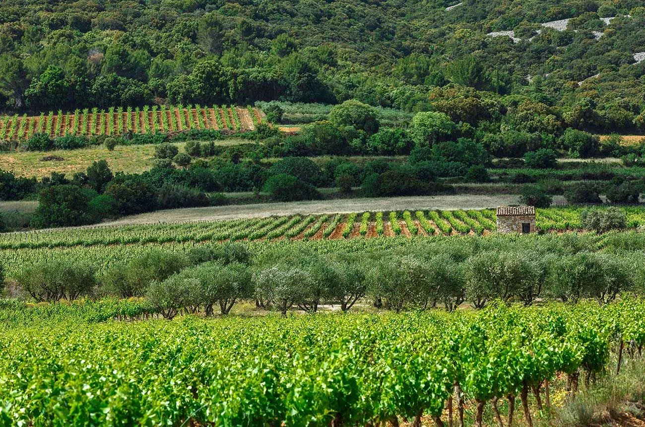 Vignes du secteur d'Aniane, face au Larzac