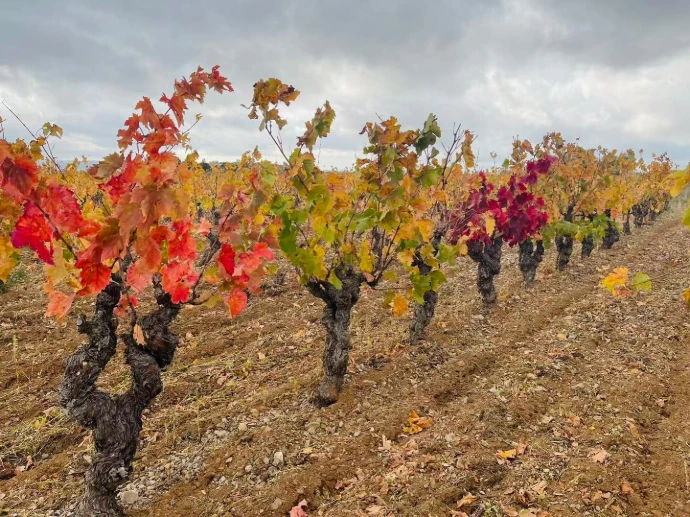 Les vignes du domaine Cassagne et Vitailles à Montpeyroux
