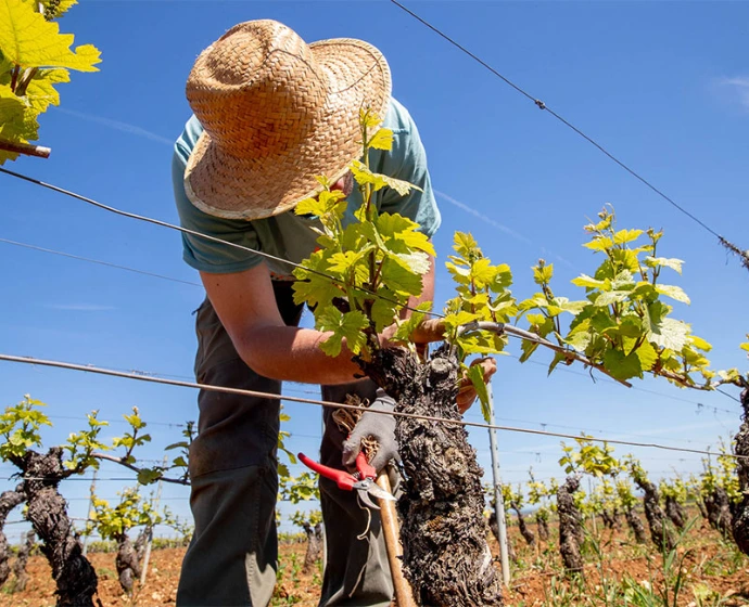 Vieilles vignes de pinot noir de Marsannay domaine Bruno Clair