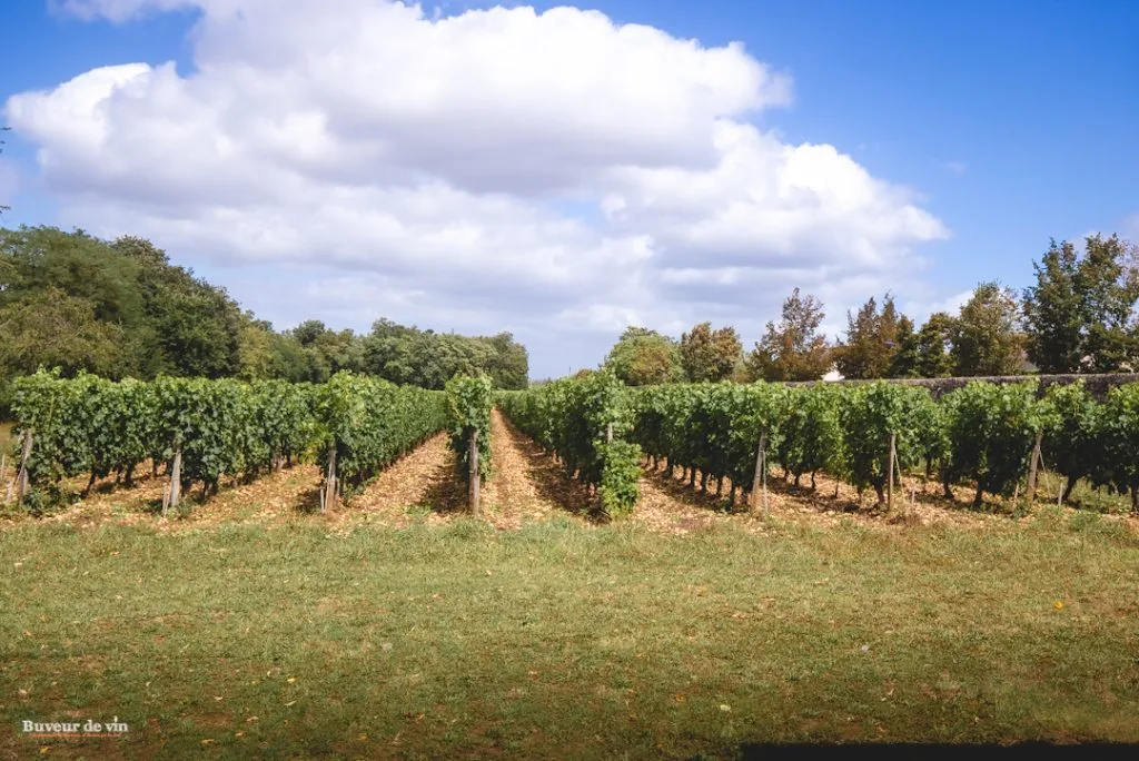 Vue du Clos de la Durandière, clos de vignes ceint de murs de pierre à Montreuil-Bellay en Saumur