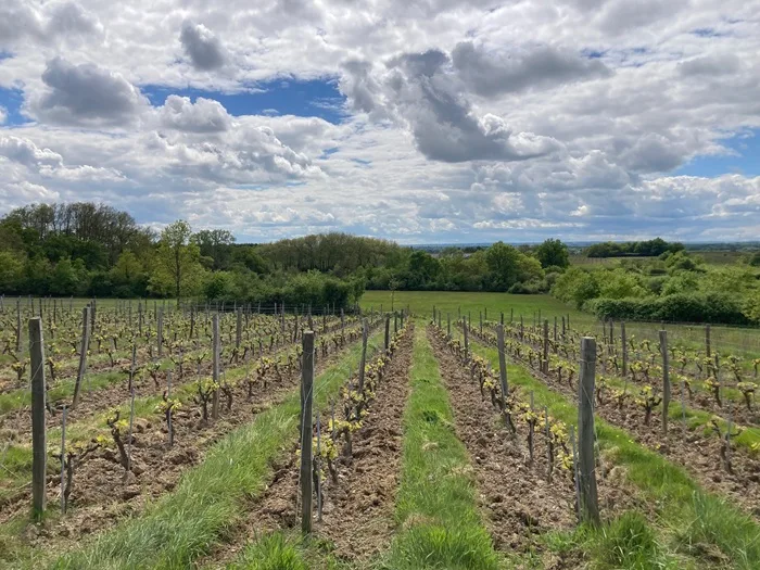 Portrait de Stéphane Rocher, vigneron de La Ferme du Mont Benault à Faye d'Anjou