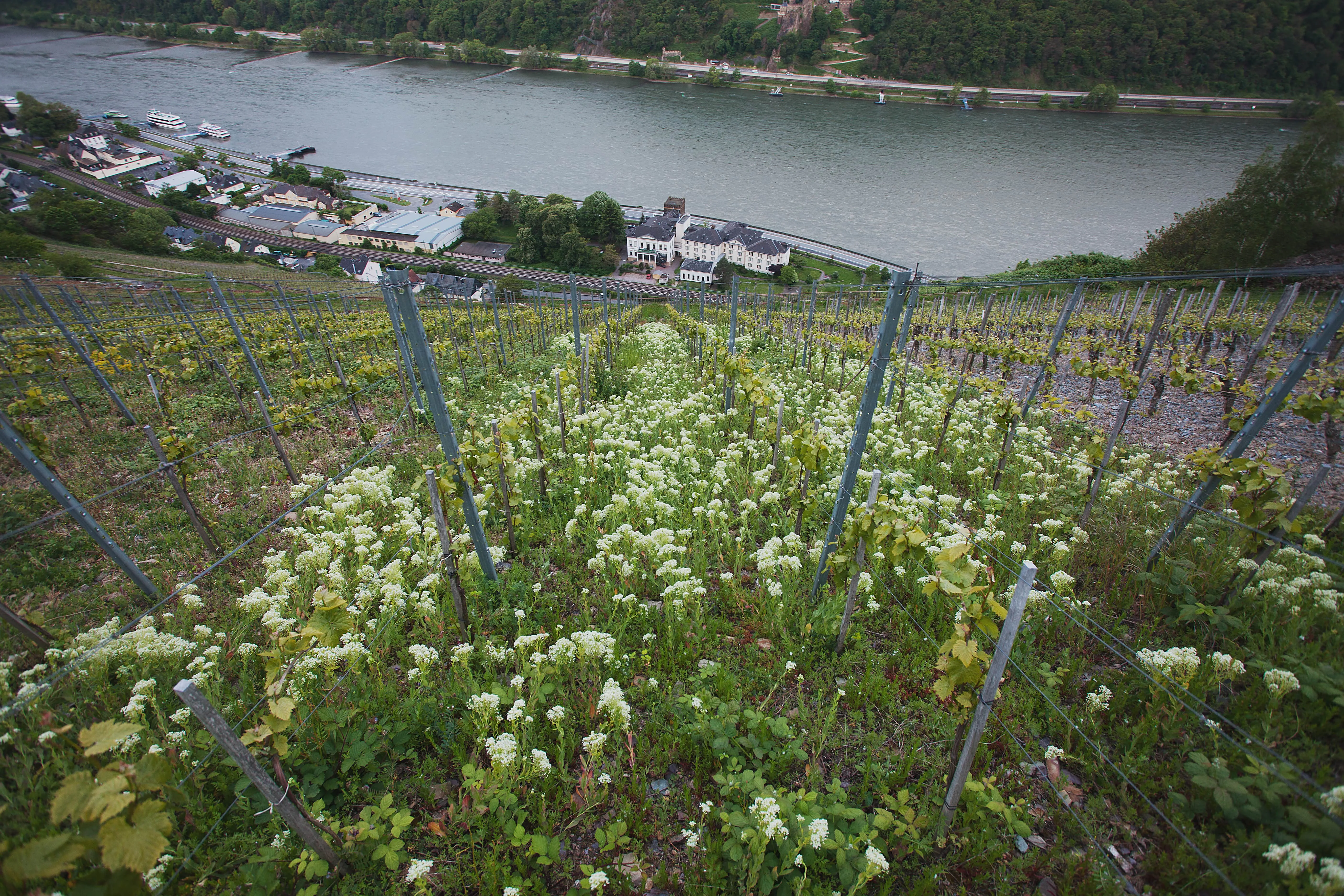 Coteau viticole du Domaine Saalwächter au lieu-dit Silberberg à Ingelheim en Rheinhessen