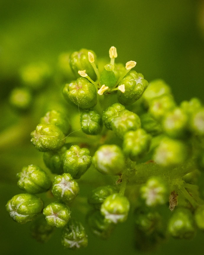 Formule dégustation les talents de demain par les sommeliers Triple Vins