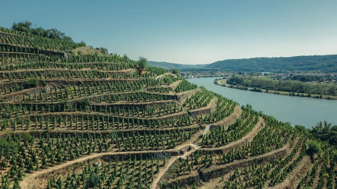 Formulé dégustation région viticole par les sommeliers Triple Vins