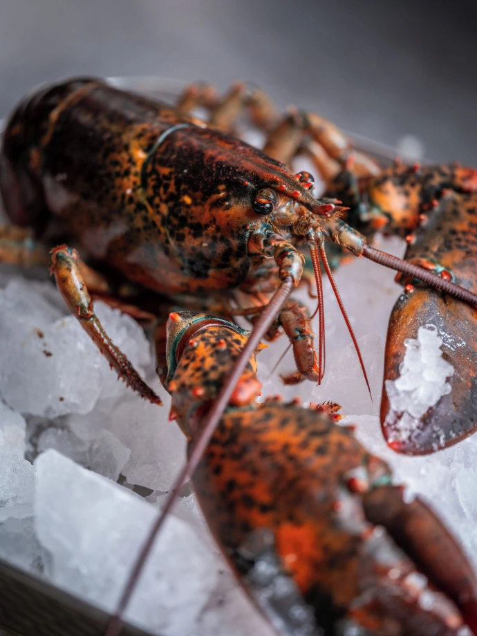Homard en accord met et vin