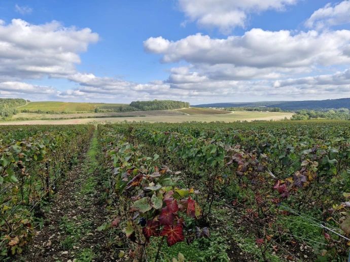 Panorama-vue-vignes-parcelle-Champ-Fremyot-domaine-Doussot-Bourdot-Loches-sur-Ource