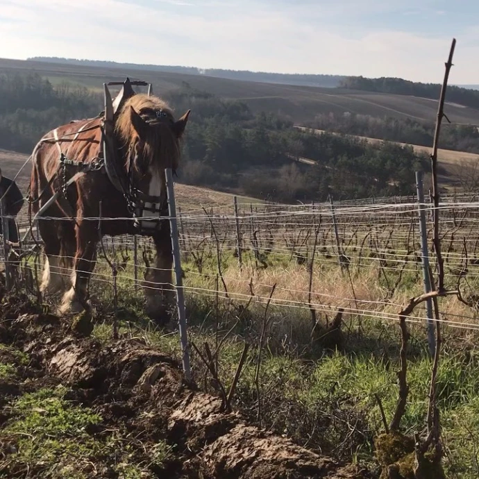 Ruppert-Leroy-Vignerons-Labour-Vignes-Cheval