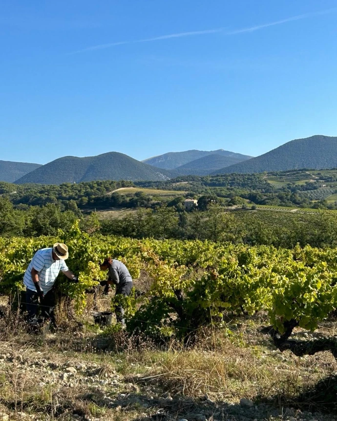 Vendanges des vignes centenaires de Grenache Noir au domaine Gramenon