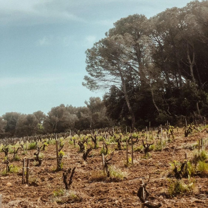 Vignes-Châteauneuf-du-pape-Grand-Pin-Chapelle-Saint-Theodoric