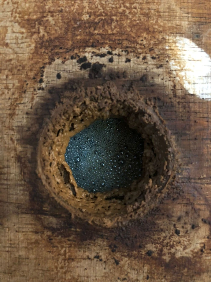 Vin-Fermentation-Sommellerie-Oenologie